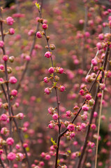 Selective focus of beautiful branches of pink flowers on the tree, Nature floral background.