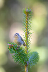 Cute little bird. Goldcrest. Regulus regulus. Green nature background.