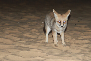 fox in the desert