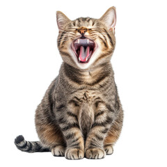 Obraz premium Cat stretching and yawning at home during daylight