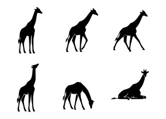 Naklejka premium Silhouettes of Giraffe in Various Poses