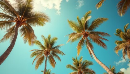 View from below palm trees against blue sky background. Tropical vacation summer background. Retro style image of sky, palms perfect for travel concept. Holiday, paradise mood, relax, vacation time.