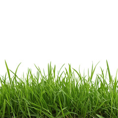 Fototapeta premium Lush green grass swaying gently in a summer breeze under bright sunlight in a backyard setting