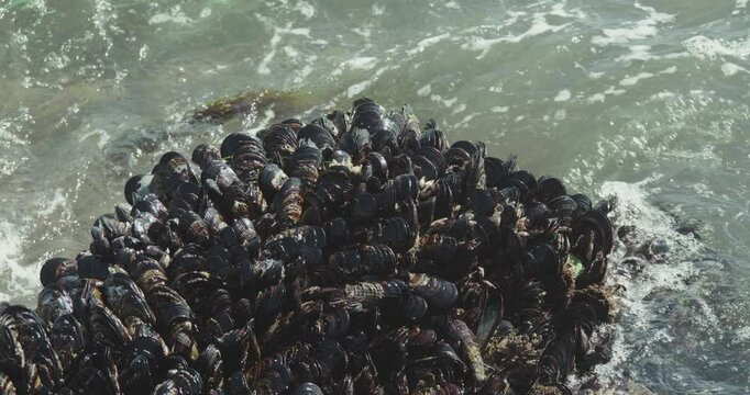 Close-up view of a dense cluster of mussels clinging to a rock on the shore as ocean waves crash