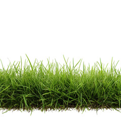 Fototapeta premium Fresh green grass grows vibrantly in a sunny garden during mid-afternoon