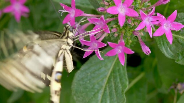 Close-up view of a Lime Swallowtail butterfly, feeding on Pentas lanceolata flowers