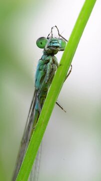 Damselfly dragonfly close-up grooming its head with front legs
