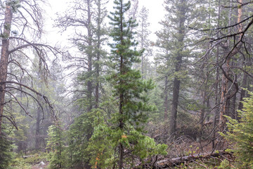 Mist weaves through the towering evergreens of a Colorado forest, creating a serene and mysterious...