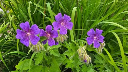 Sweden. Geranium × magnificum, the purple cranesbill, is a species of hardy flowering herbaceous...