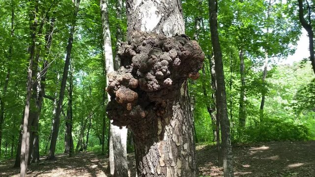 Birch fungus Chaga parasitizes on trunk of tree. Inonotus obliquus commonly known as chaga mushroom. Used for healing tea or coffee in folk medicine. Strong antioxidant. Trendy superfood.