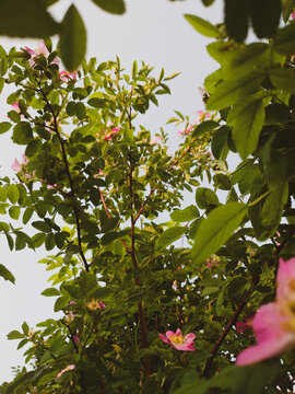 Low angle view of wild dog rose (Rosa canina) branches with pink flowers and green leaves against the sky. Natural floral background for spring or summer themes, eco and botanical concepts.