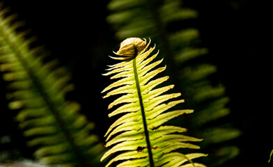 New Zealand fern plant native forest close up details koru
