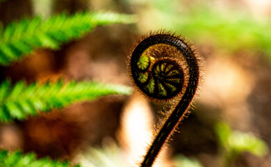 New Zealand fern plant native forest close up details koru