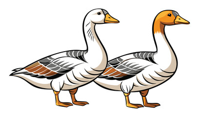 Obraz premium Photo of two geese isolated on white background