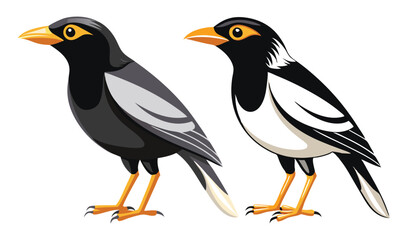 Fototapeta premium Photo of asian pied myna illustrations, isolated on white background