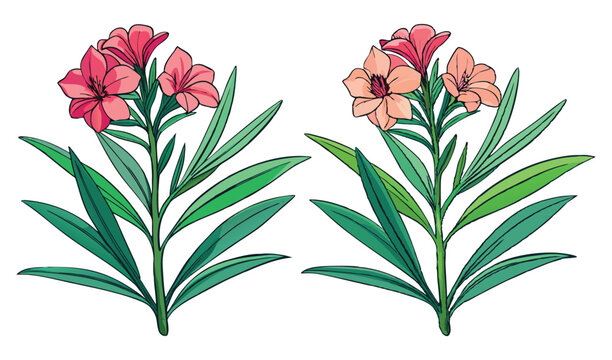 Photo of two nerium oleander illustrations isolated on white background