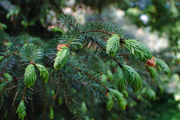 Brightly green prickly branches of a fur-tree or pine