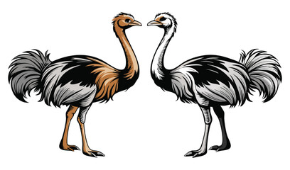 Fototapeta premium Photo of two rheas facing each other, isolated on white background