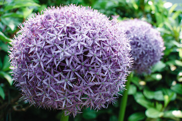 Close-up of vibrant purple Allium flowers blooming in a landscaped garden. Perfect for themes of gardening, springtime, botany, or ornamental plants