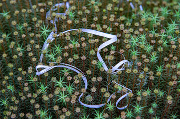 A twisted sand leaf has fallen into the moss in the forest - abstract