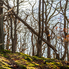 Leaning tree in leafless woodland with mossy ground.