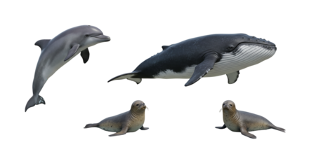 A whimsical gathering of ocean friends a playful dolphin a gentle whale and two curious seals on transparent background
