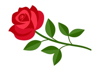 Fototapeta premium red rose isolated on white
