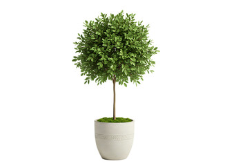 A meticulously rendered 3d illustration of a decorative topiary tree potted in a stylish minimalist white planter Isolated on transparent background.