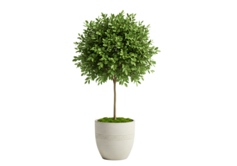 A meticulously rendered 3d illustration of a decorative topiary tree potted in a stylish minimalist white planter Isolated on transparent background.