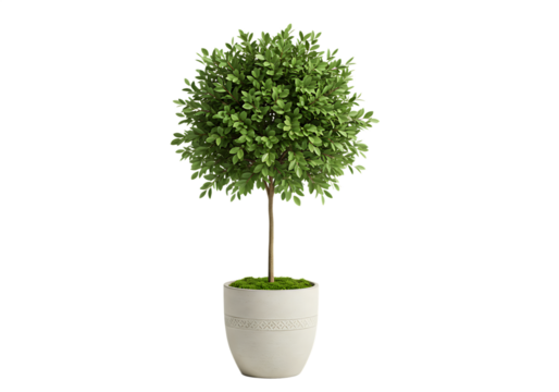 A meticulously rendered 3d illustration of a decorative topiary tree potted in a stylish minimalist white planter Isolated on transparent background.