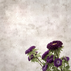 square stylish old textured paper background with autumn Aster