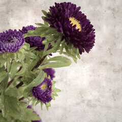 square stylish old textured paper background with autumn Aster