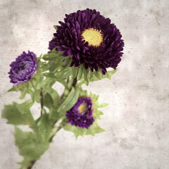 square stylish old textured paper background with autumn Aster