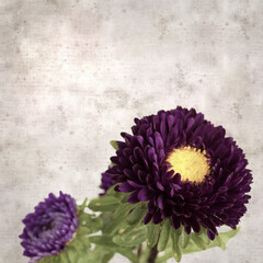 square stylish old textured paper background with autumn Aster