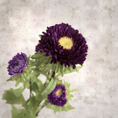 square stylish old textured paper background with autumn Aster