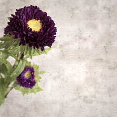 square stylish old textured paper background with autumn Aster
