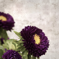 square stylish old textured paper background with autumn Aster