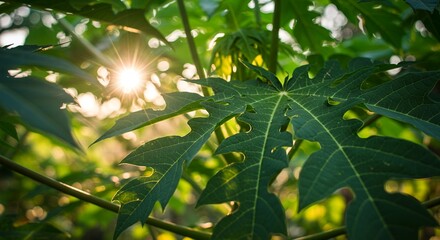 A vibrant close-up of broad, deeply lobed green papaya leaves