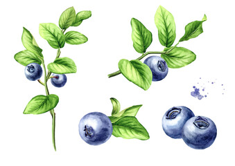 Wild forest blueberry set. Hand drawn watercolor illustration, isolated on white background