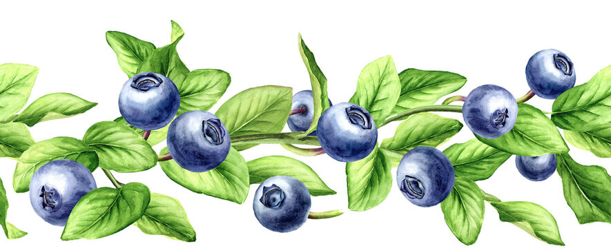 Blueberry seamless border. Hand drawn watercolor illustration isolated on white background.tif