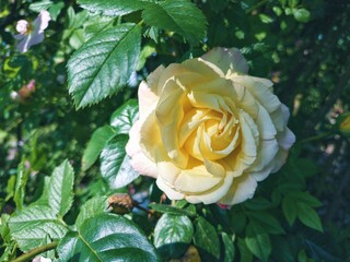 yellow rose in the garden
