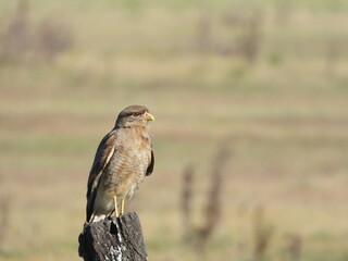 Chimango caracara