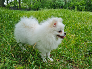 Fluffy white dog with open mouth standing in lush green grass, surrounded by tall trees and foliage...