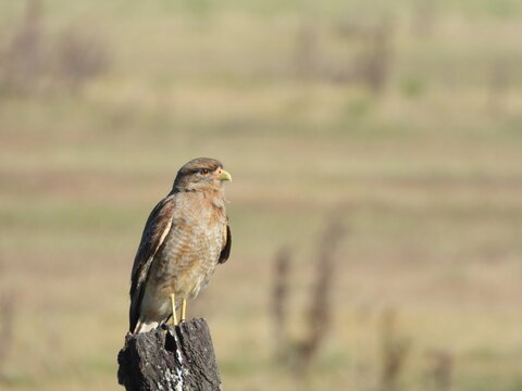 Chimango caracara