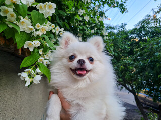 Fluffy white dog with a happy expression being held against a bush with white flowers. Green leaves...