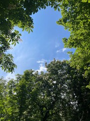 blue sky between green chestnut trees