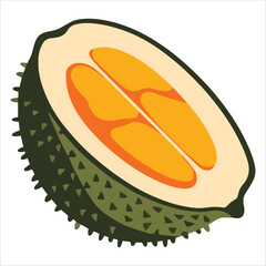 Half durian illustration isolated on white background. Fresh tropical fruit vector for food concepts and exotic ingredient designs.