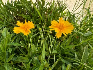 Bright yellow Coreopsis lanceolata (Lanceleaf Coreopsis) flowers blooming in a green garden bed, showing vibrant petals and slender stems in natural daylight.