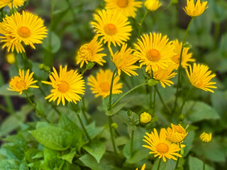 Beautiful, yellow flowers close-up. Yellow flowers in the meadow, selective focus in the front....