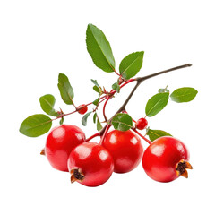 Vibrant red berries clustered on green branches in bright light